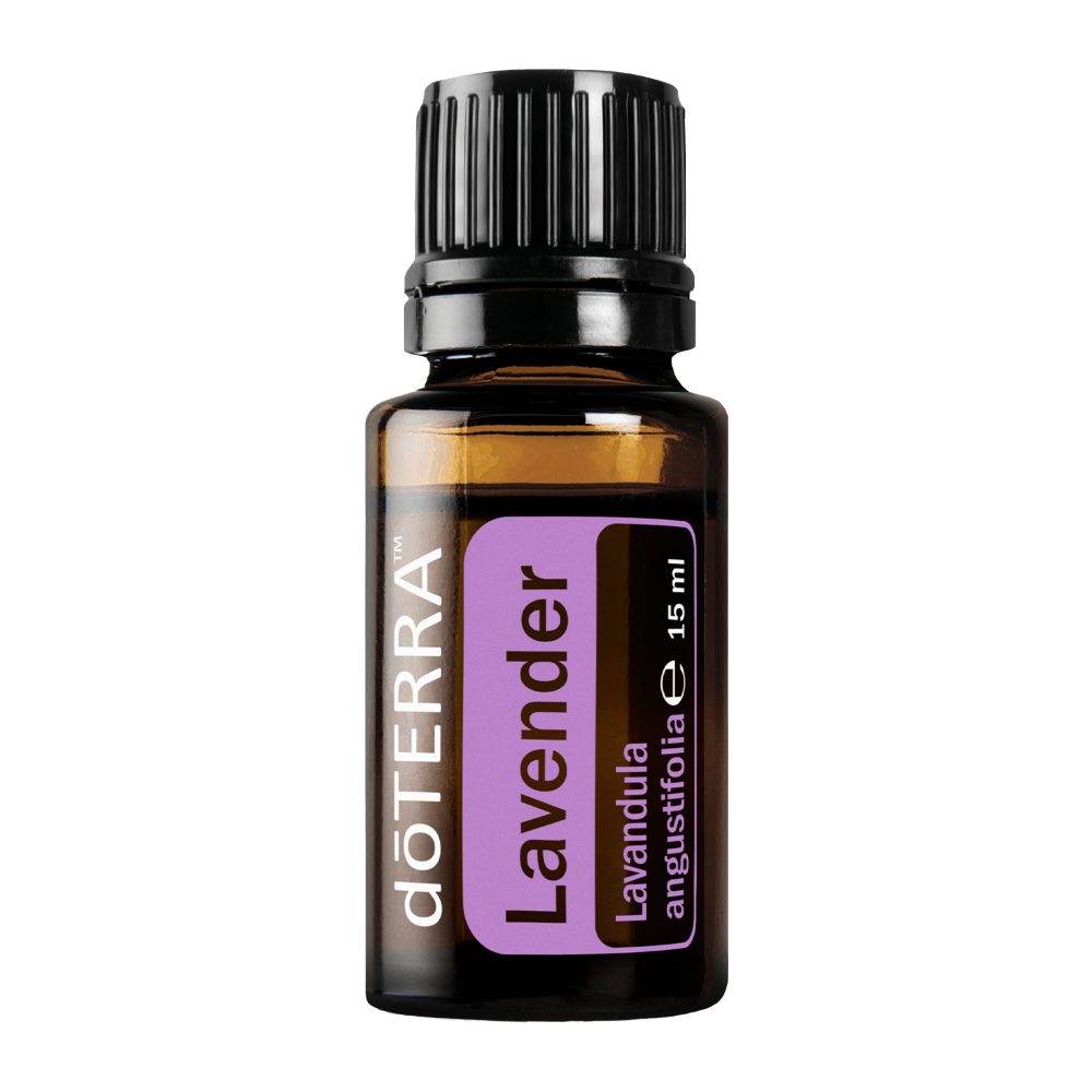 Lavande - Lavandula angustifolia