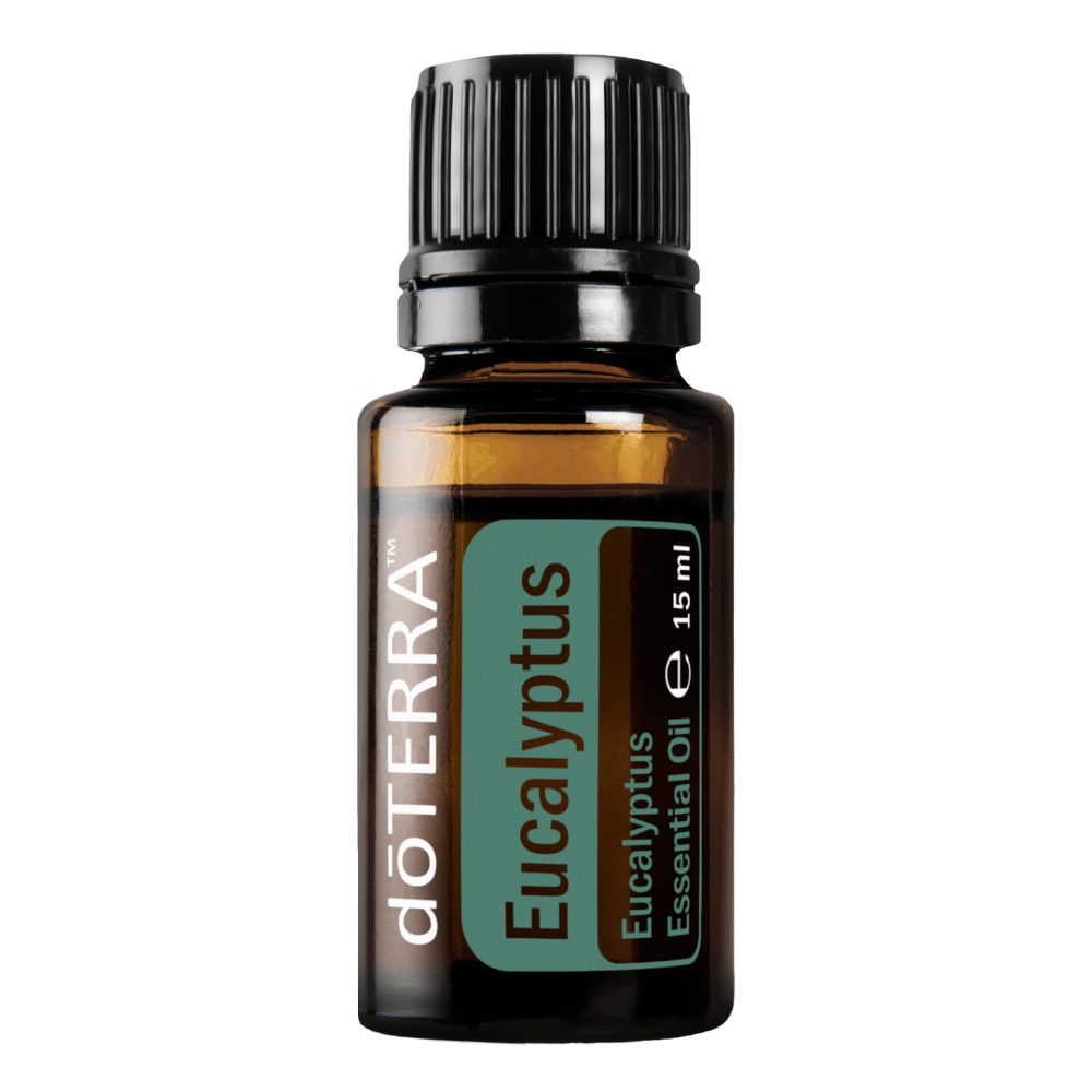 Eucalyptus - Eucalyptus radiata