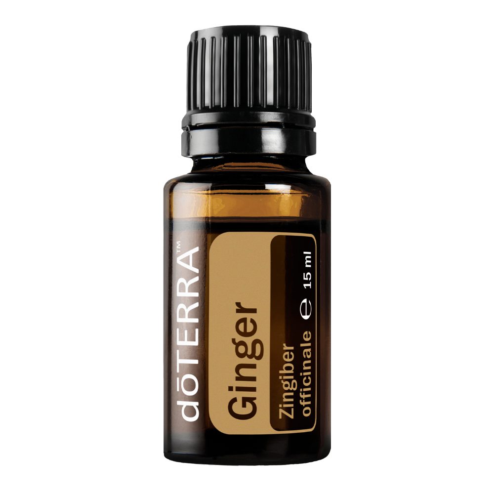 Gingembre - Zingiber officinale