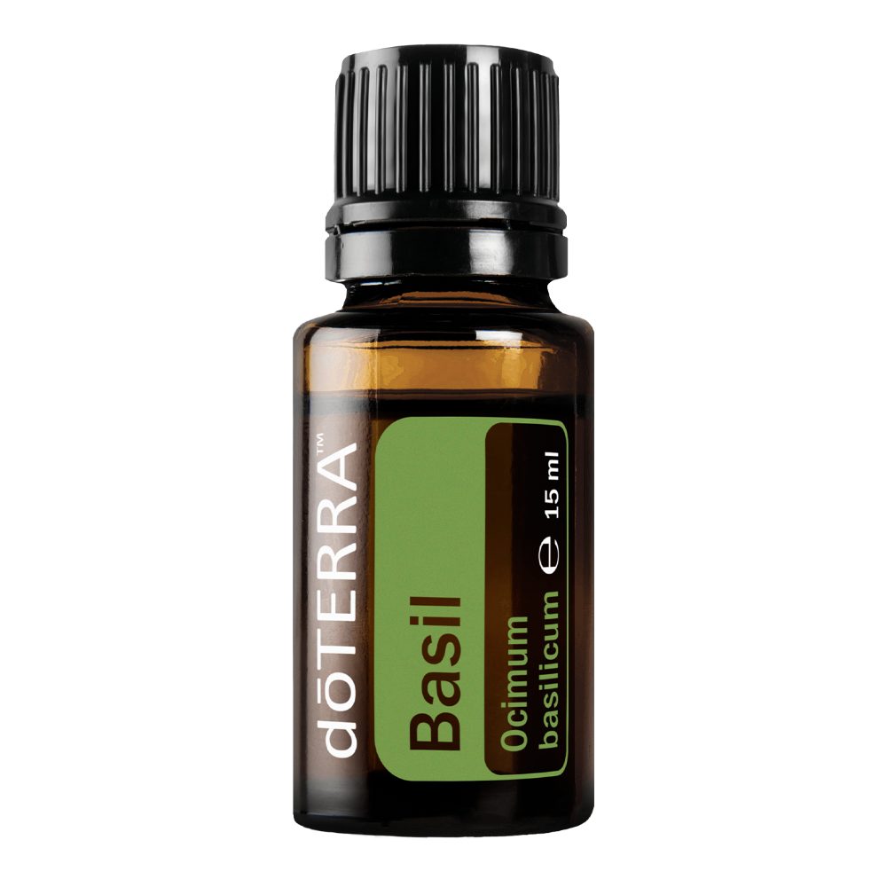 Basilic - Ocimum basilicum