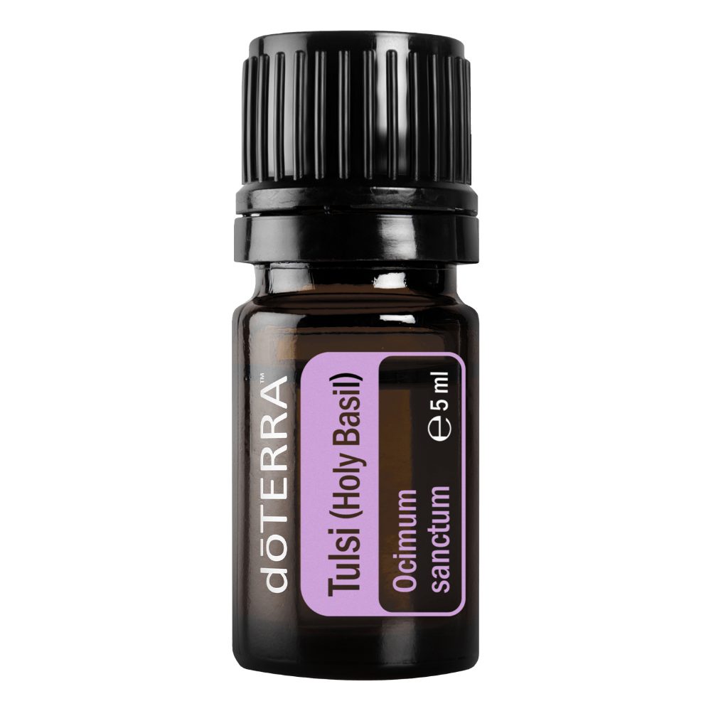 Tulsi (Basilic sacré) - Ocimum sanctum